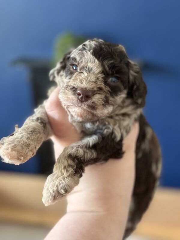 Cockapoo puppies for sale in Falmouth, Cornwall – 2 years old - Image 2 of 8