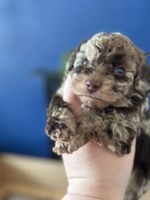 Cockapoo puppies for sale in Falmouth, Cornwall – 2 years old - Image 3 of 8