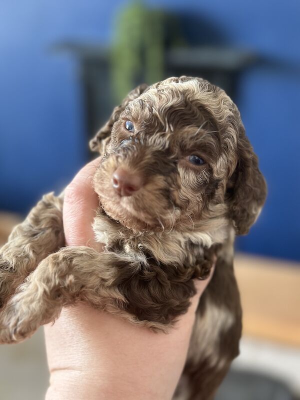 Cockapoo puppies for sale in Falmouth, Cornwall – 2 years old - Image 4 of 8