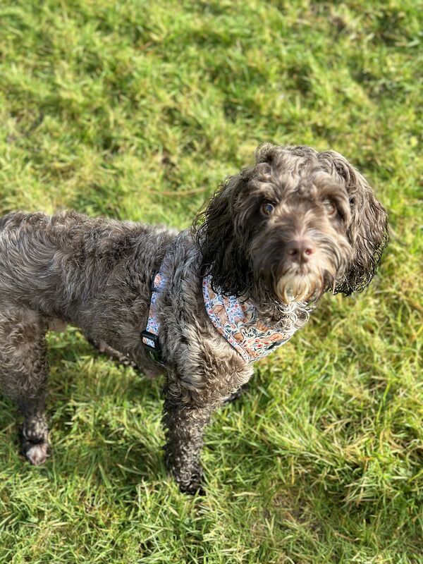 Cockapoo puppies for sale in Falmouth, Cornwall – 2 years old - Image 5 of 8