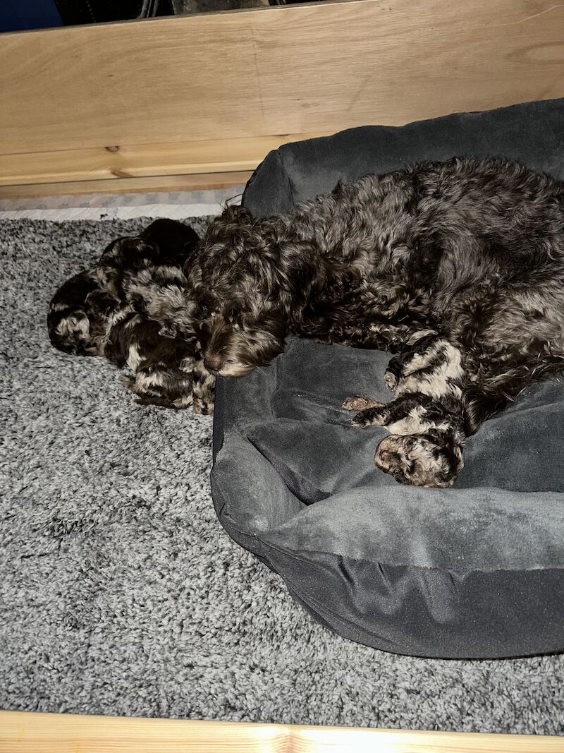 Cockapoo puppies for sale in Falmouth, Cornwall – 2 years old - Image 8 of 8