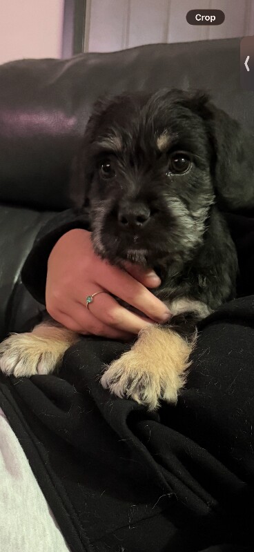 Stunning cockapoo cross frenchie puppy
