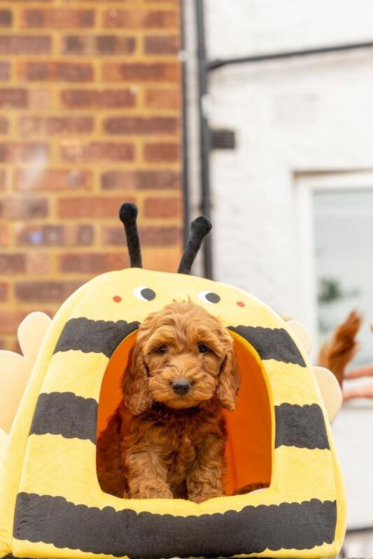 Stunning Cockapoo F1 - Image 2 of 3