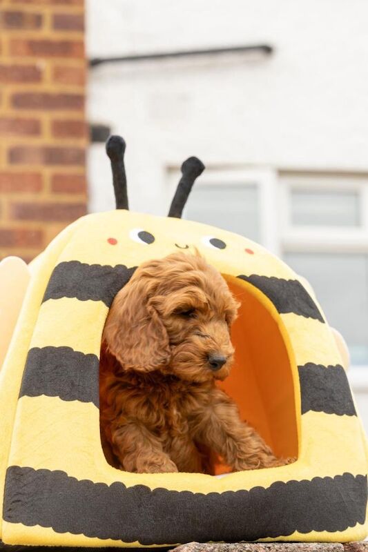 Stunning Cockapoo F1 - Image 3 of 3
