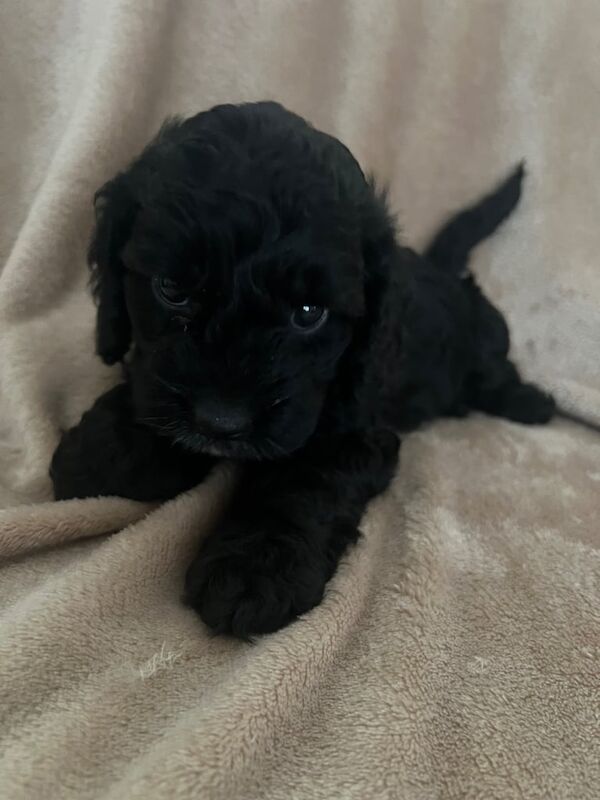 Cockapoo puppies for sale in Orpington, Greater London – KC registered, 6 weeks old
