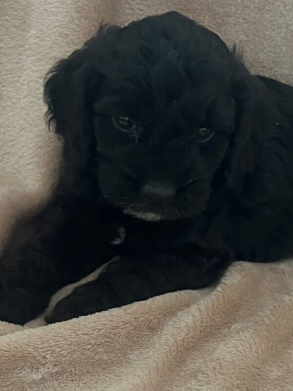 Cockapoo puppies for sale in Orpington, Greater London – KC registered, 6 months old - Image 2 of 3