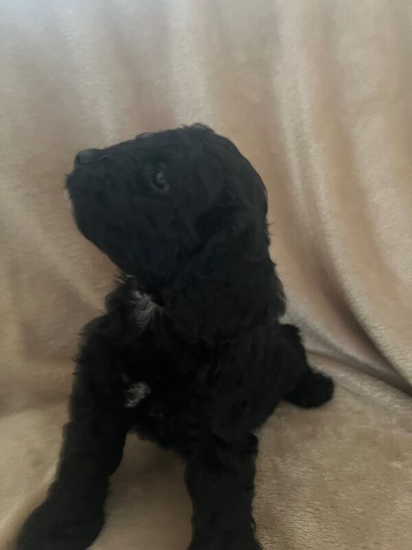 Cockapoo puppies for sale in Orpington, Greater London – KC registered, 6 months old - Image 3 of 3