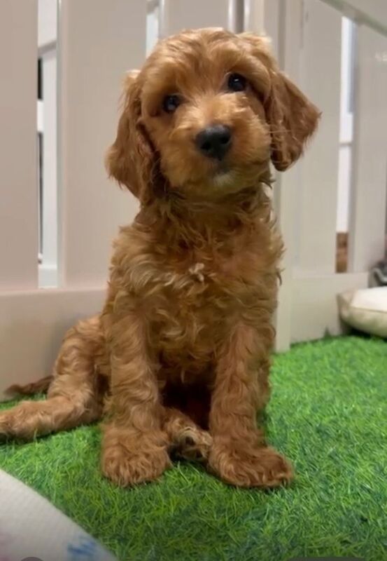 Cockapoo puppies for sale in Wood Green, London – 6 weeks old