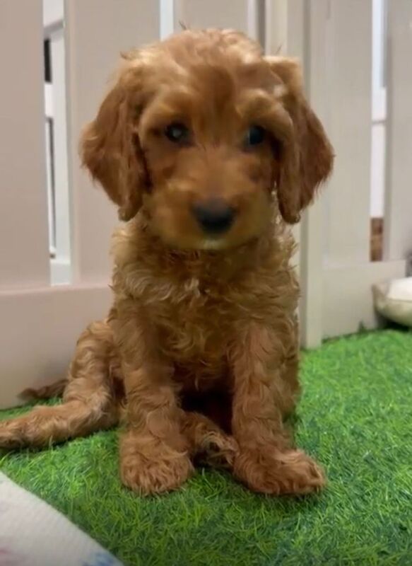 Cockapoo puppies for sale in Wood Green, London – 7 weeks old - Image 2 of 6