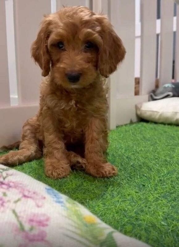 Cockapoo puppies for sale in Wood Green, London – 7 weeks old - Image 3 of 6