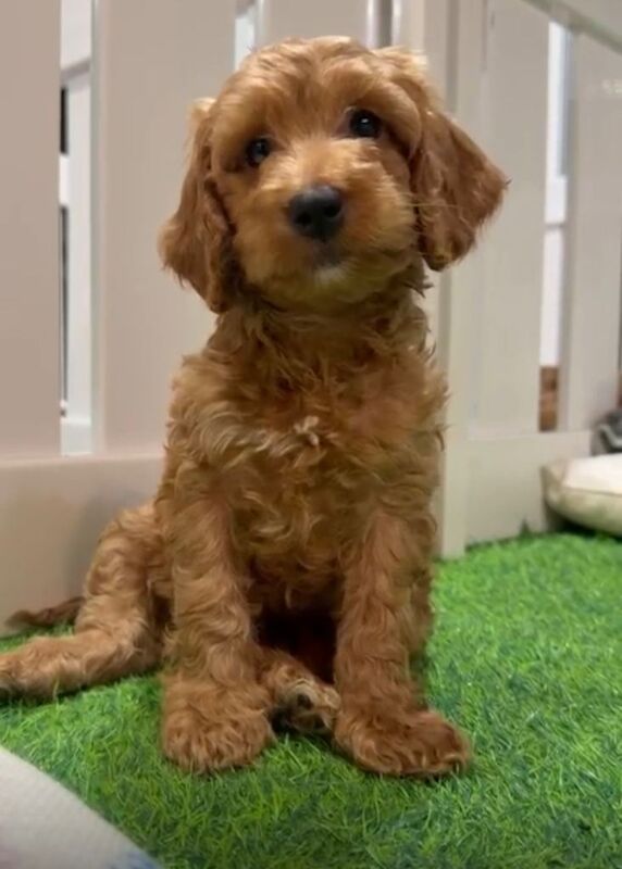 Cockapoo puppies for sale in Wood Green, London – 7 weeks old - Image 4 of 6