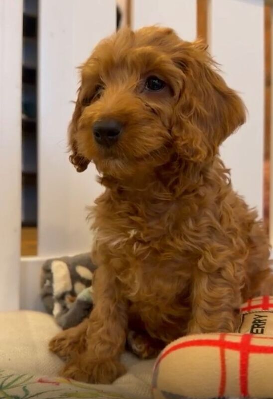 Cockapoo puppies for sale in Wood Green, London – 7 weeks old - Image 6 of 6