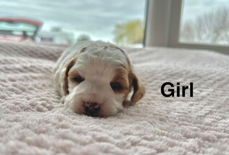 Stunning cockapoo girls ready in April 