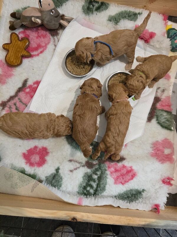 Cockapoo puppies for sale in Durham, Durham – a few seconds old