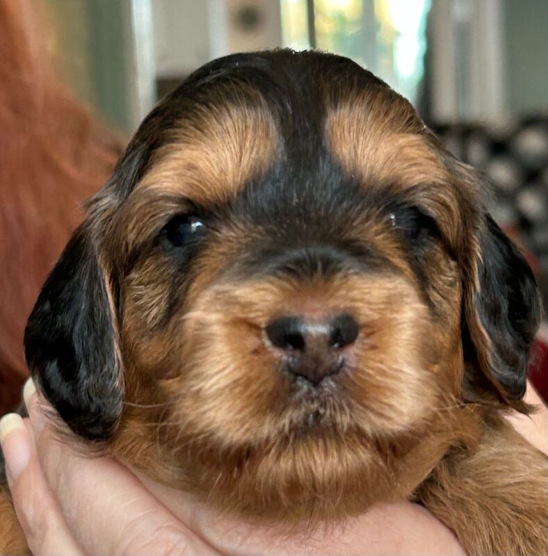 Miniature Cockapoo Puppies For Sale