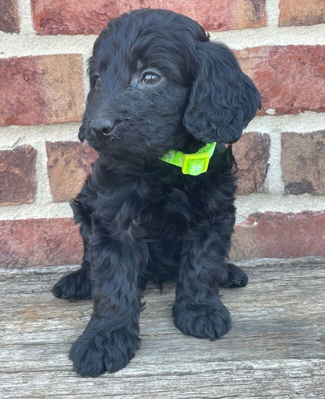 Stunning cockapoo puppies for sale in Wisbech, Cambridgeshire