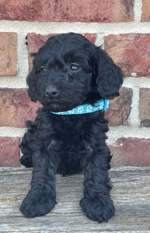 Cockapoo puppies for sale in Wisbech, Cambridgeshire – 10 months old - Image 2 of 13