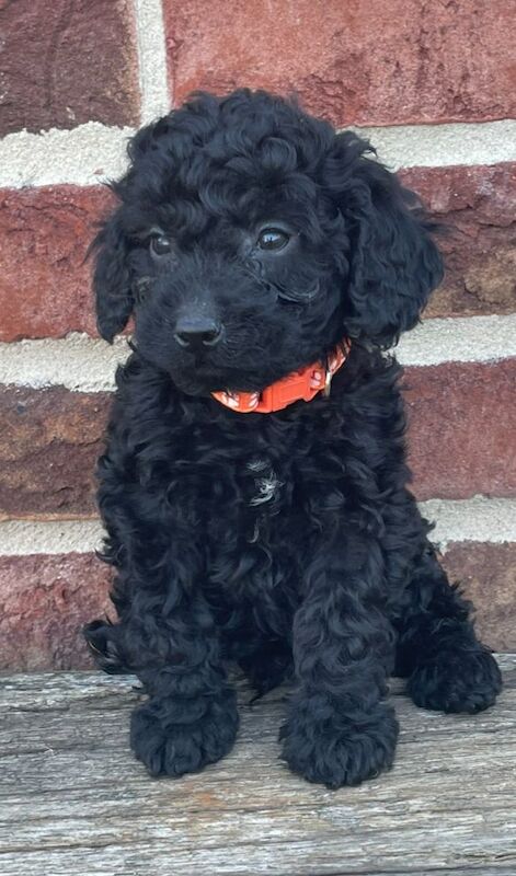 Cockapoo puppies for sale in Wisbech, Cambridgeshire – 10 months old - Image 3 of 13