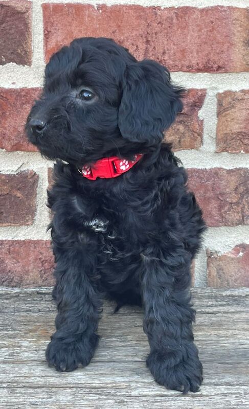 Cockapoo puppies for sale in Wisbech, Cambridgeshire – 10 months old - Image 4 of 13