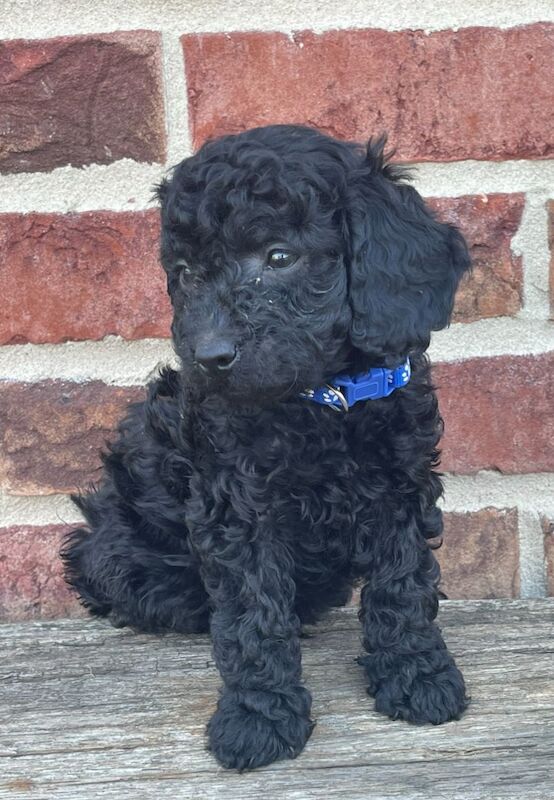 Cockapoo puppies for sale in Wisbech, Cambridgeshire – 10 months old - Image 5 of 13
