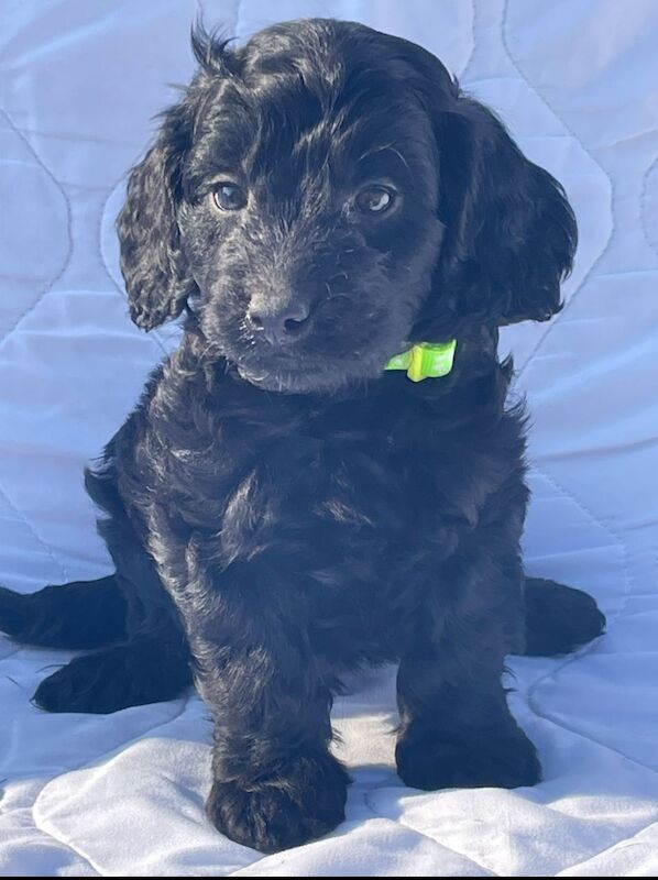 Cockapoo puppies for sale in Wisbech, Cambridgeshire – 10 months old - Image 6 of 13