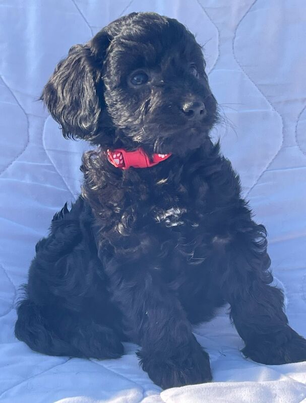 Cockapoo puppies for sale in Wisbech, Cambridgeshire – 10 months old - Image 7 of 13