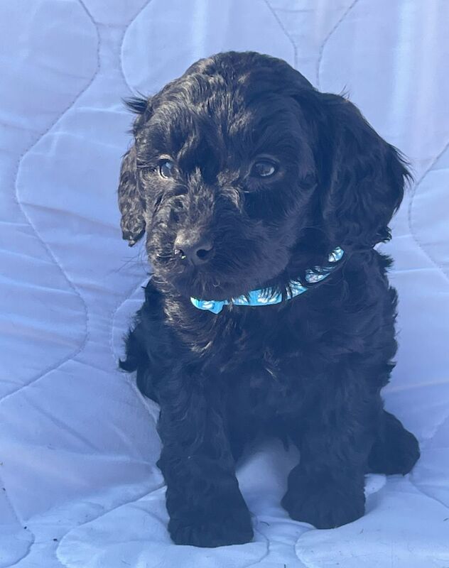 Cockapoo puppies for sale in Wisbech, Cambridgeshire – 10 months old - Image 8 of 13