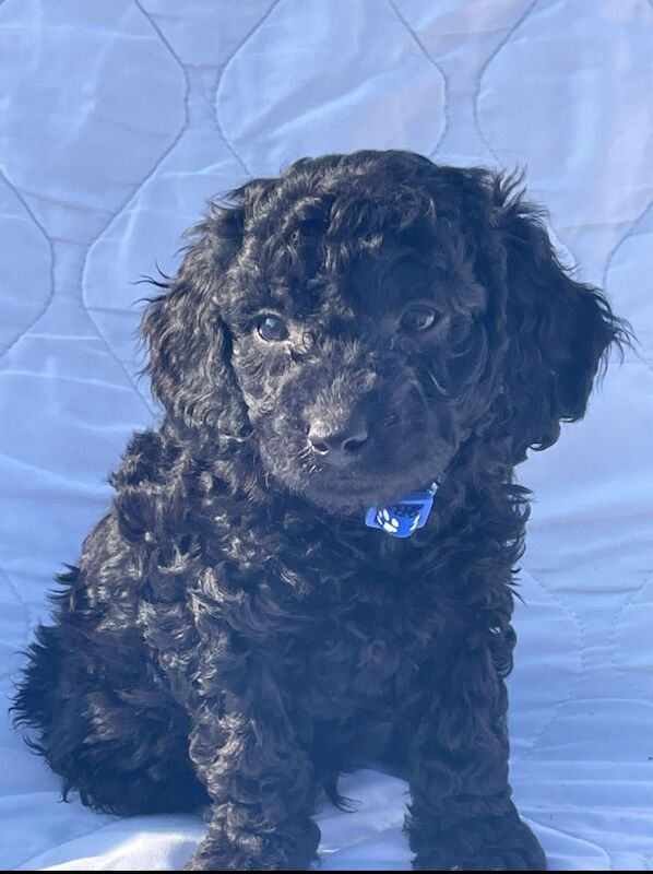 Cockapoo puppies for sale in Wisbech, Cambridgeshire – 10 months old - Image 9 of 13