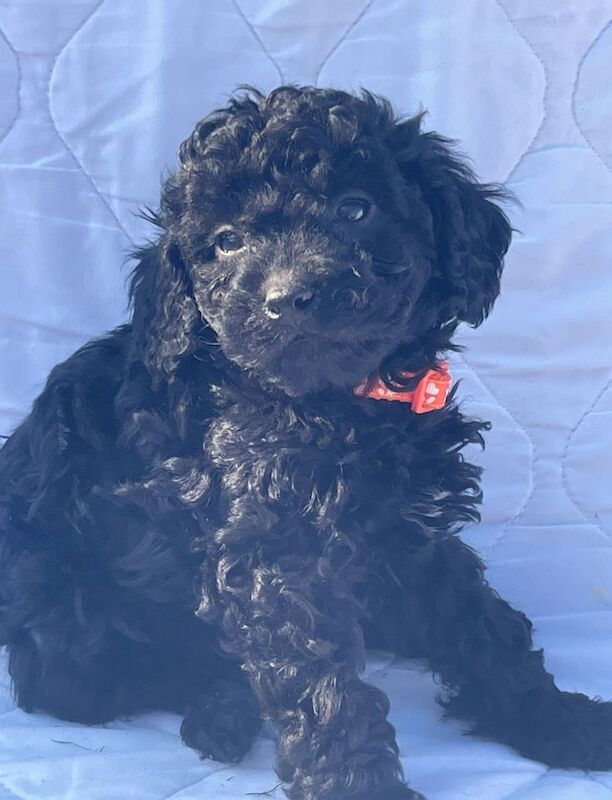 Cockapoo puppies for sale in Wisbech, Cambridgeshire – 10 months old - Image 10 of 13