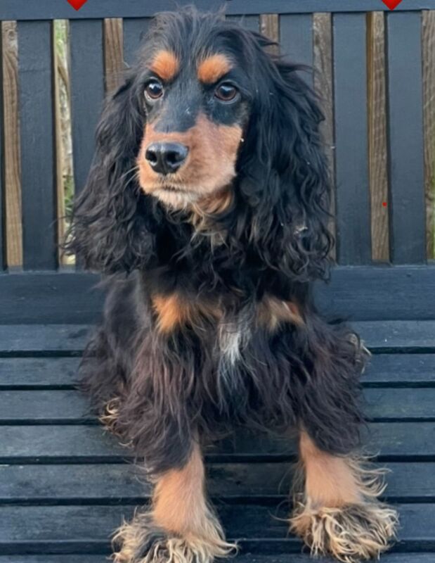 Cockapoo puppies for sale in Wisbech, Cambridgeshire – 10 months old - Image 12 of 13
