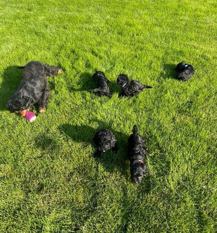Cockapoo puppies for sale in Wisbech, Cambridgeshire – 10 months old - Image 13 of 13