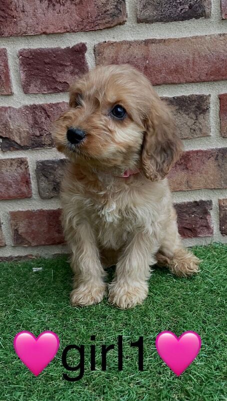 Cockapoo puppies for sale in Wisbech, Cambridgeshire – 8 weeks old