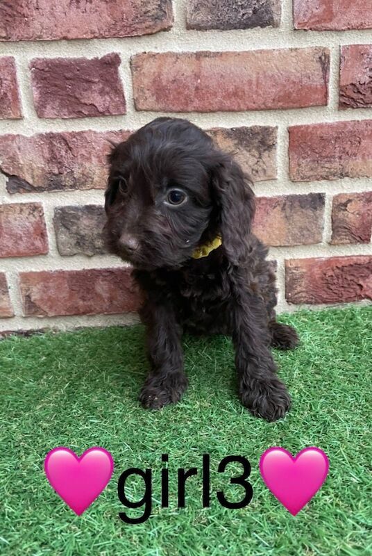 Cockapoo puppies for sale in Wisbech, Cambridgeshire – 9 weeks old - Image 2 of 13