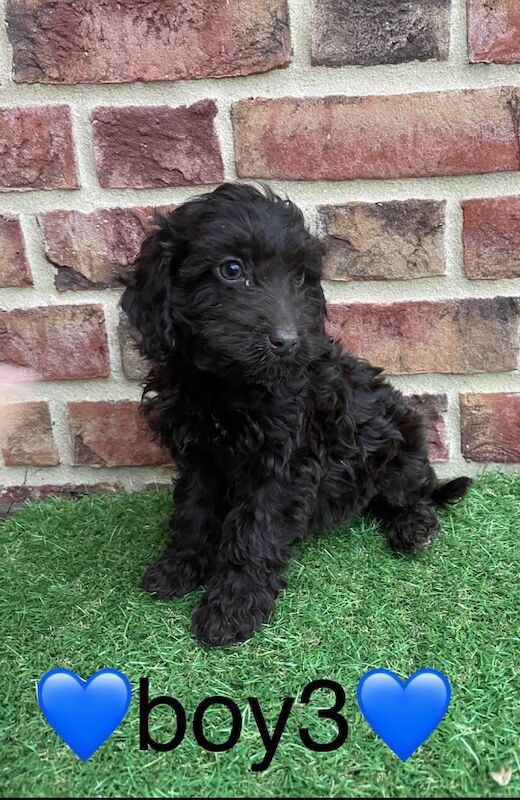 Cockapoo puppies for sale in Wisbech, Cambridgeshire – 9 weeks old - Image 3 of 13