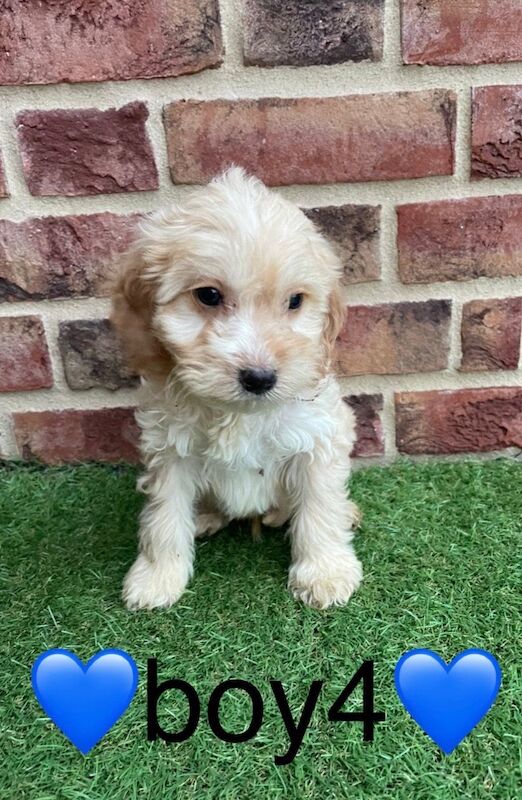 Cockapoo puppies for sale in Wisbech, Cambridgeshire – 9 weeks old - Image 4 of 13