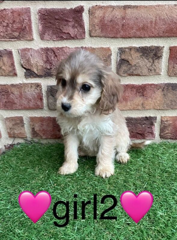 Cockapoo puppies for sale in Wisbech, Cambridgeshire – 9 weeks old - Image 10 of 13