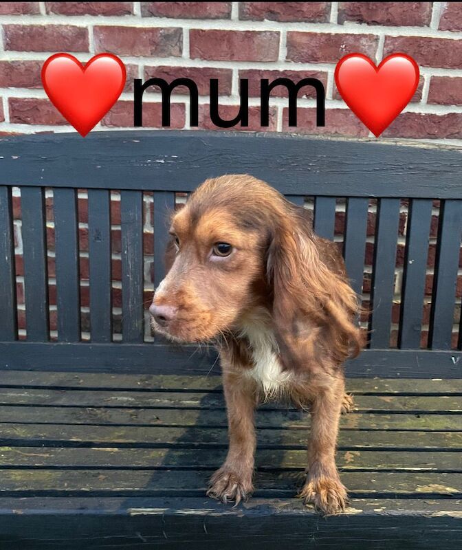 Cockapoo puppies for sale in Wisbech, Cambridgeshire – 9 weeks old - Image 11 of 13