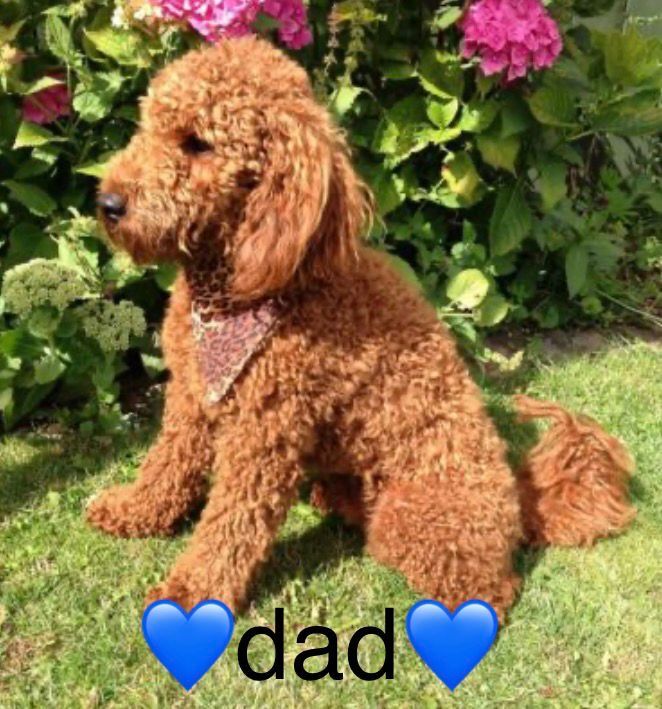 Cockapoo puppies for sale in Wisbech, Cambridgeshire – 9 weeks old - Image 12 of 13