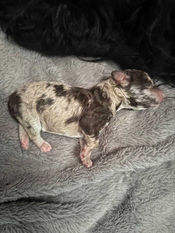 Stunning cockapoo puppies