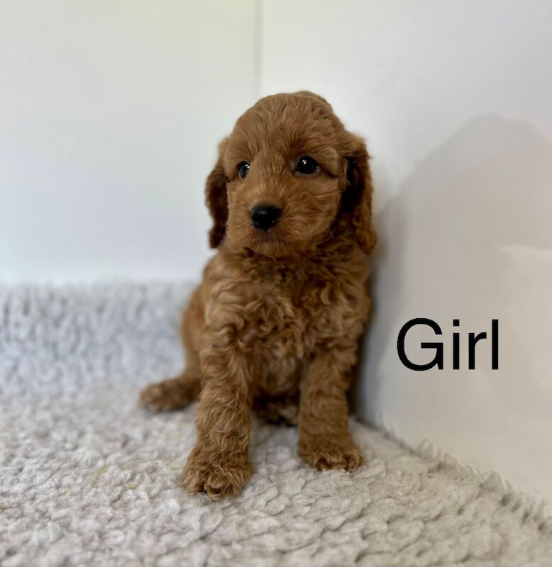 Stunning cockapoo puppies for sale in Upwell, Norfolk