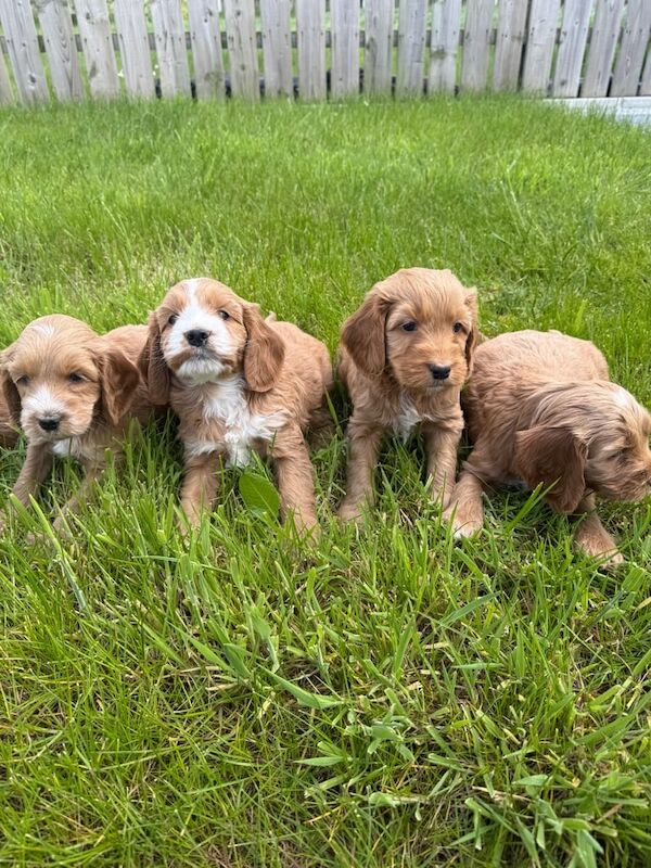 Stunning cockapoo puppies for sale in Cookstown, County Tyrone