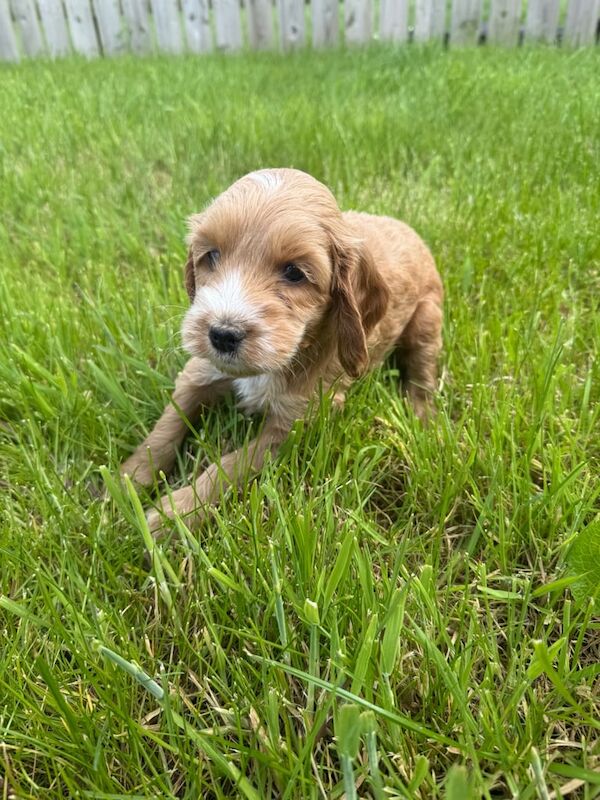 Cockapoo puppies for sale in Cookstown, County Tyrone – 10 months old - Image 2 of 3