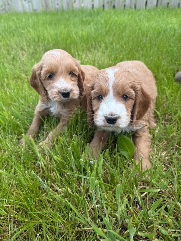 Cockapoo puppies for sale in Cookstown, County Tyrone – 10 months old - Image 3 of 3