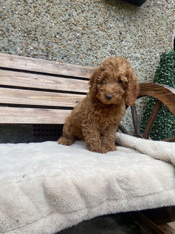 Cockapoo puppies for sale in Linlithgow, West Lothian – 9 weeks old