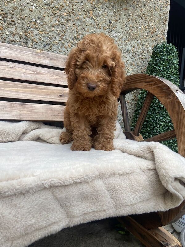 Cockapoo puppies for sale in Linlithgow, West Lothian – 9 weeks old - Image 2 of 3
