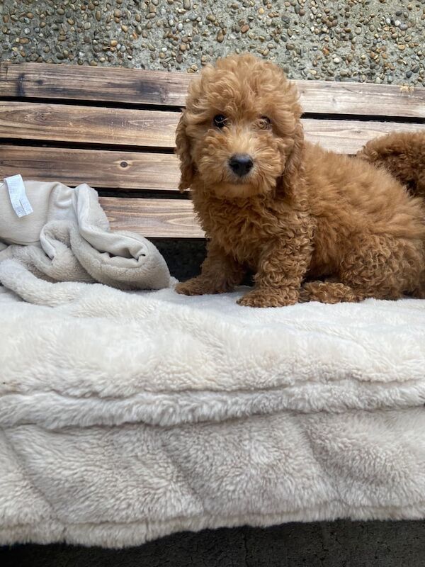 Cockapoo puppies for sale in Linlithgow, West Lothian – 9 weeks old - Image 3 of 3