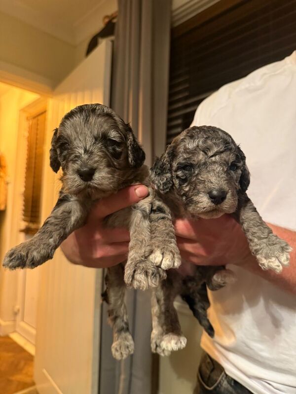 Cockapoo puppies for sale in Camborne, Cornwall – 6 weeks old