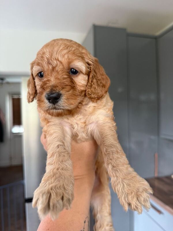 Cockapoo puppies for sale in Camborne, Cornwall – 6 weeks old - Image 3 of 4