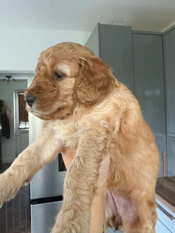 Cockapoo puppies for sale in Camborne, Cornwall – 6 weeks old - Image 4 of 4