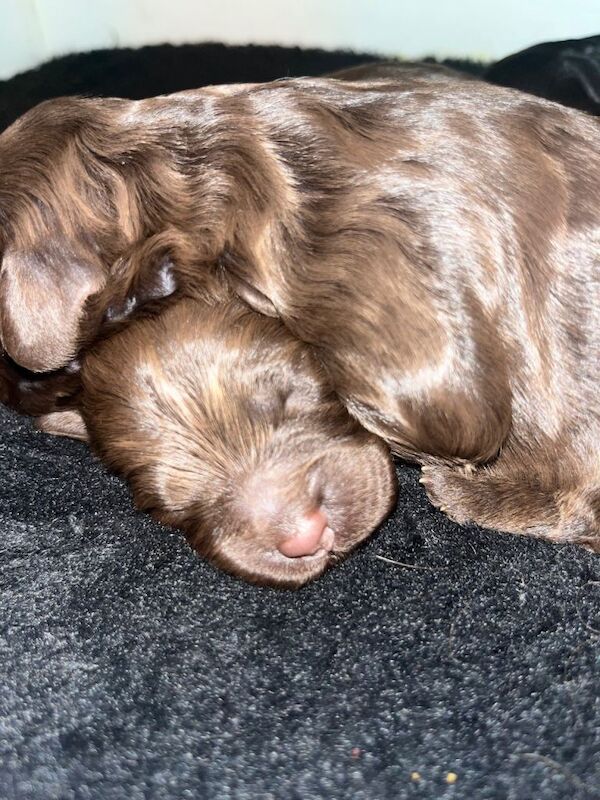 Cockapoo puppies for sale in Irvine, North Ayrshire – 1 week old